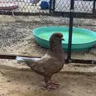 حمام كنق