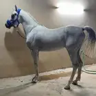 حصان واهو ولد آيدن سي