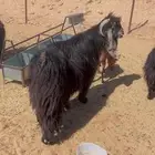 معزا عدد8