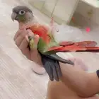 كنيور