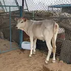 حسيله هولندي جرسي