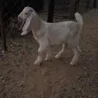 داغور للبيع