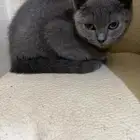 kitten british different color