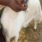 طلي فحل للبيع