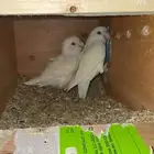 زوج روز للبيع