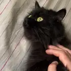 للتبني والدة شيرازية أرملة مع طفلها