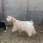 جمده للبيع سمين العمر 11 شهر