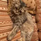 قطوه هملايا