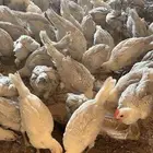 صوص دجاج فيومي
