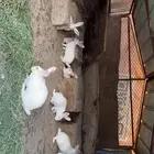 ارانب فرنسيه