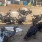 بيض بط مسكوفي مخصب