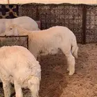 بهم جبر وبري