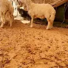 رخال جذعات صنف