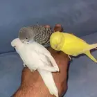 بادجي اليف
