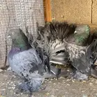 جوز رقاص تشريبه مع أنتاجه عاليه