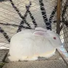 ارانب للبيع