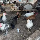 دجاج