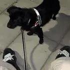 كلب دوتشي للبيع العمر سنتين