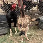 شامو ياباني