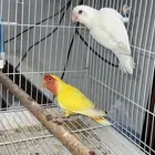 زوج روز منتج البينو فالو طفره و لاتينو عيون حمر