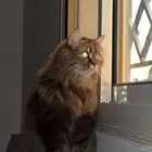 قط ل