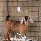 تيوس ثنين