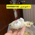 فروخ كروان غر