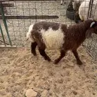 هرفي فاخر