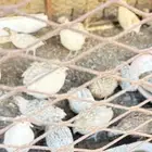 سمان البيور