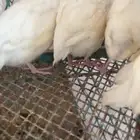 للبيع صوص سمان جنبو تاكسوس