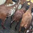 تيوس دهم مخاصي