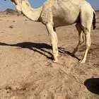 بعير علياني