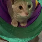 قط معقم للتبني