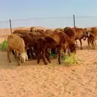 سواكن جذعان مرابي