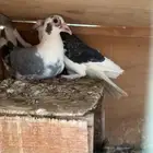 للبيع حمام حساوي او عروب