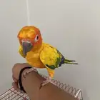 ببغاء