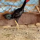 دجاج