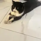 قط امريكي لتبني