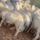 بهم حري