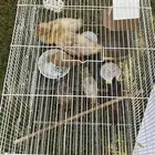 دجاج وبط فروخ العدد 6 حي الرحاب مجانيه تواصل واتس