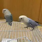 طيور روز منتج اليف