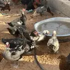 بط بح مصري