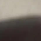 ابحث عن قطط للتبني