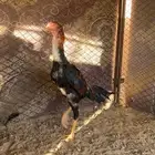 ديك شامو ياباني