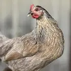 دجاج عربي وفيومي