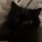 للبيع قطو همالايا