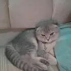 سكوتش فولد للبيع على السوم