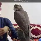 طير حر من حر علومه في صوره