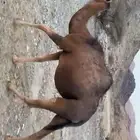 بكار لقحات قريب يولدن