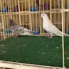 جوز صنعاوي بعياله